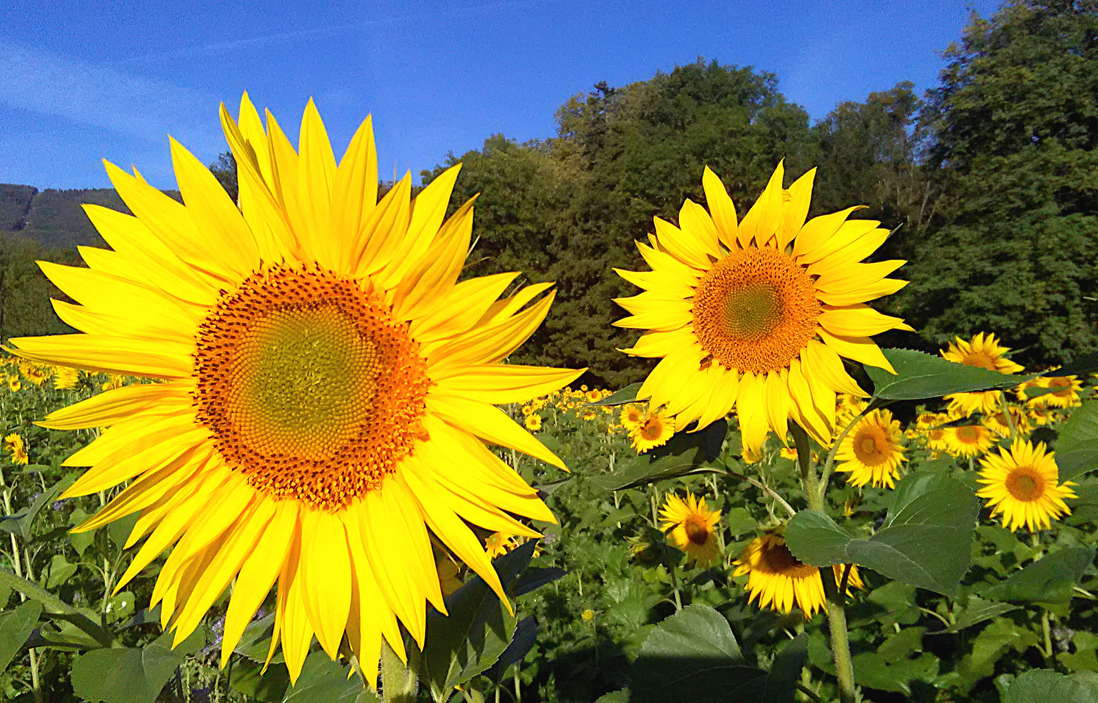 Tournesols